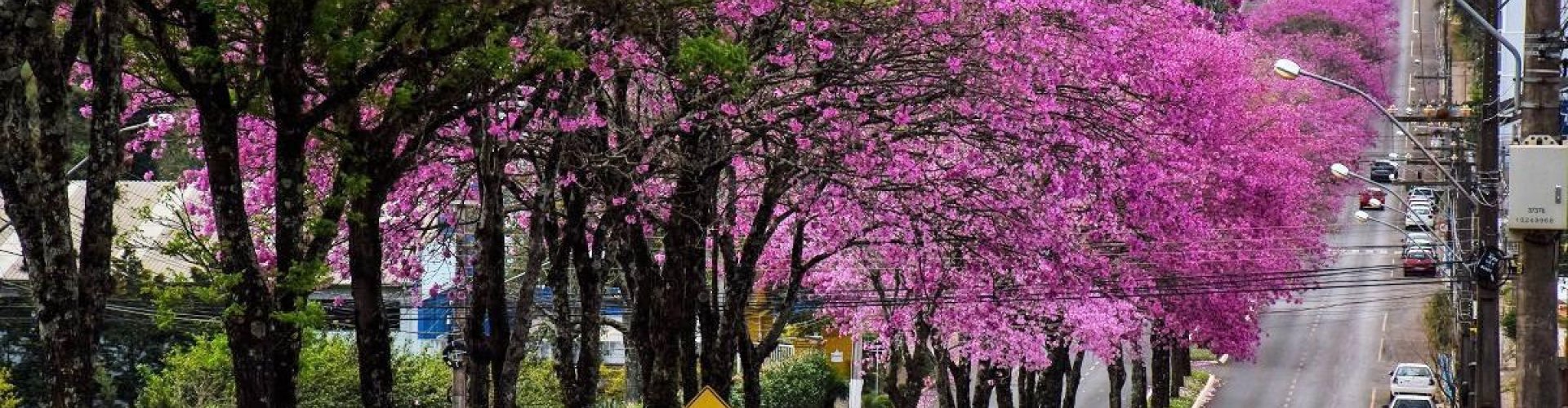 Chapecó, BR natural landscape